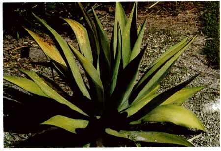 Image: Agrave plant