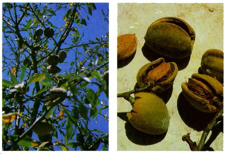 Image: Almond tree