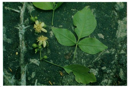 Image: Bael fruit