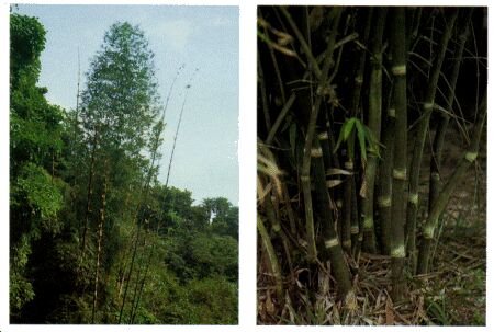 Image: Bamboo