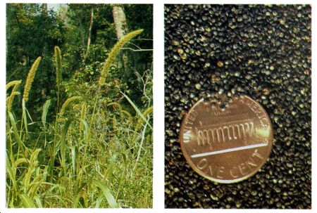 Image: Foxtail grass