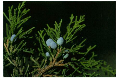 Image: Juniper tree or shrub