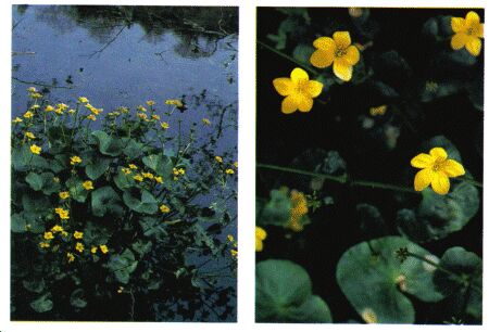 Image: Marsh marigold plant