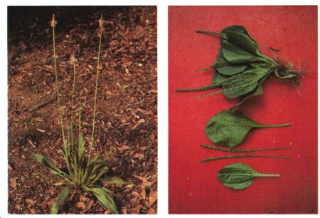 Image: Plantain, broad and narrow leaf