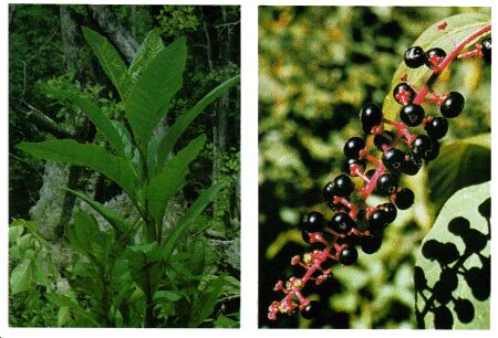 Image: Pokeweed