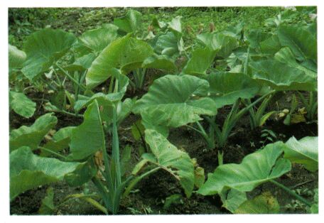 Image: Taro, cocoyam, elephant ears, eddo, dasheen