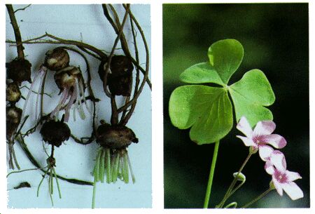 Image: Wood sorrel