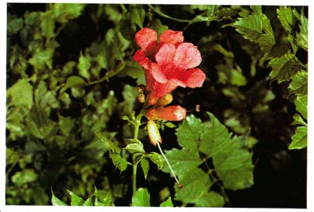 Image: Trumpet vine or trumpet creeper