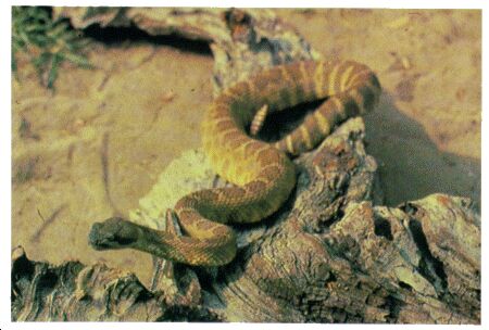 Image: Mojave rattlesnake