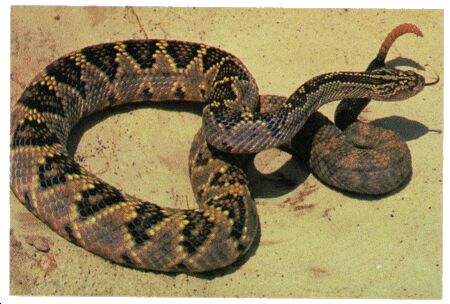 Image: Tropical rattlesnake