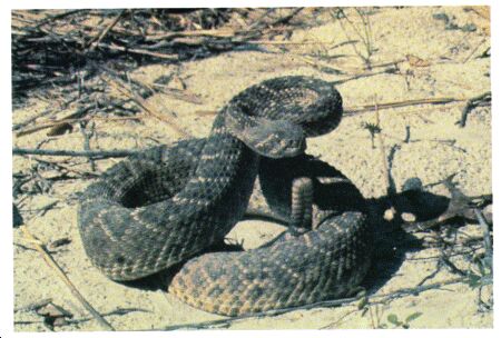 Image: Western diamondback rattlesnake