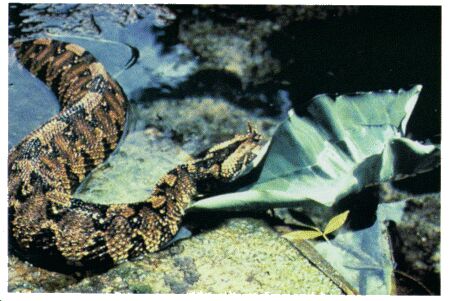 Image: Rhinoceros viper or river jack