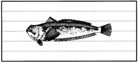 Drawing: Weever fish