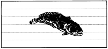 Drawing: Toadfish.